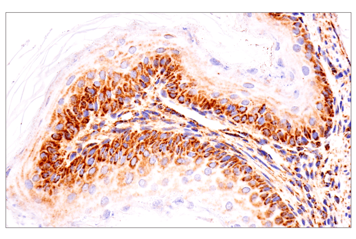 Immunohistochemistry Image 9: TSPO (F5B8F) Rabbit Monoclonal Antibody