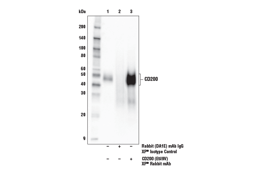 Immunoprecipitation Image 1: CD200 (E5I9V) Rabbit Monoclonal Antibody