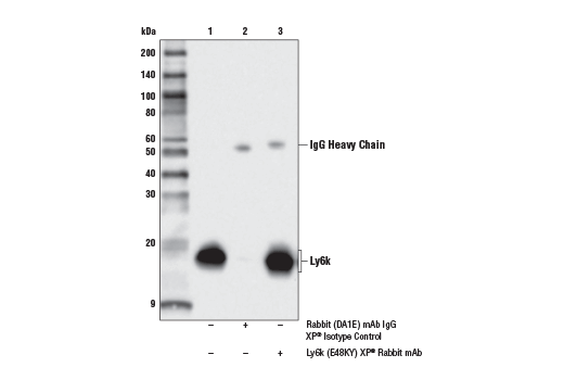 Immunoprecipitation Image 1: Ly6k (E4K8Y) Rabbit Monoclonal Antibody