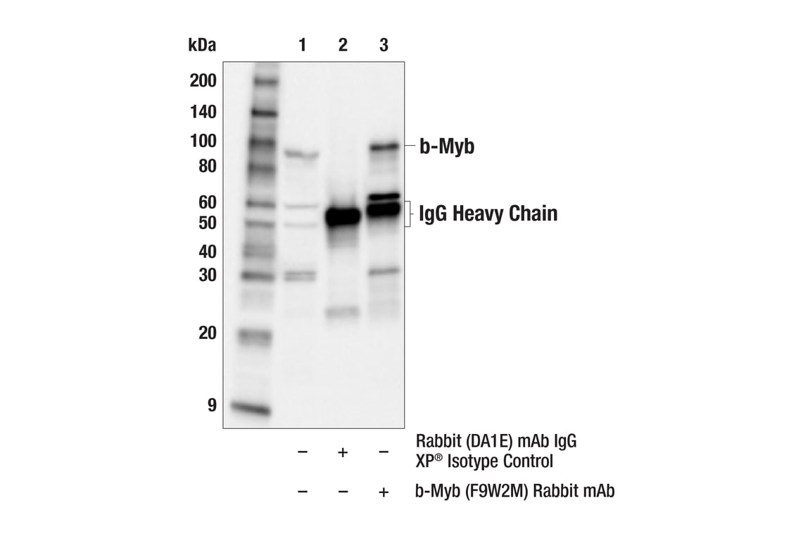 Immunoprecipitation Image 1: b-Myb (F9W2M) Rabbit Monoclonal Antibody