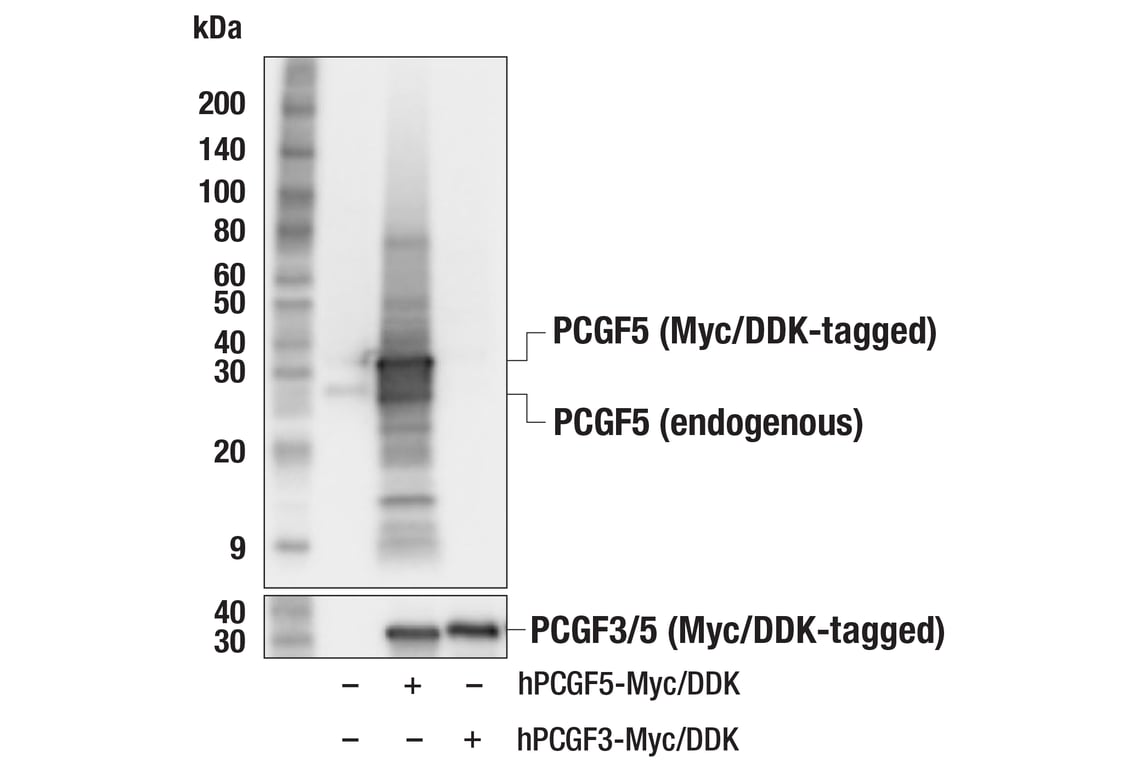 Western Blotting Image 2: PCGF5 (F5X4O) Rabbit Monoclonal Antibody