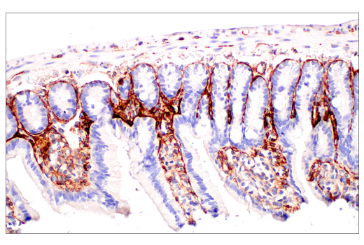 Immunohistochemistry Image 4: TMEM119 (E3W5L) Rabbit Monoclonal Antibody