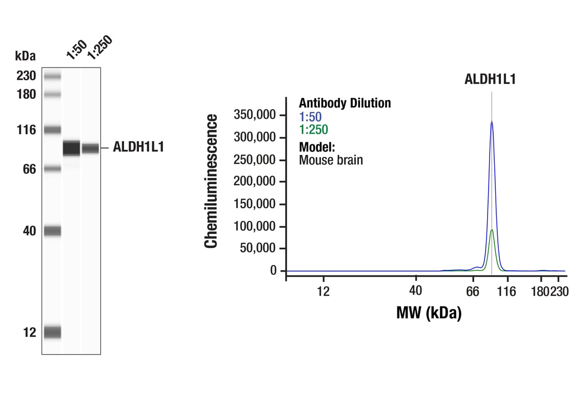 Western Blotting Image 1: ALDH1L1 (E7I2Q) Rabbit Monoclonal Antibody