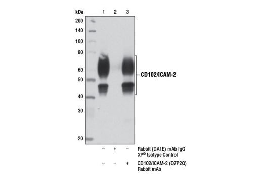 Immunoprecipitation Image 1: CD102/ICAM-2 (D7P2Q) Rabbit Monoclonal Antibody