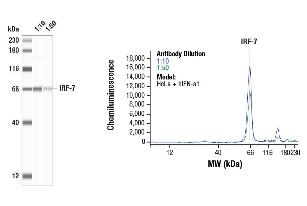 Western Blotting Image 1: IRF-7 Antibody