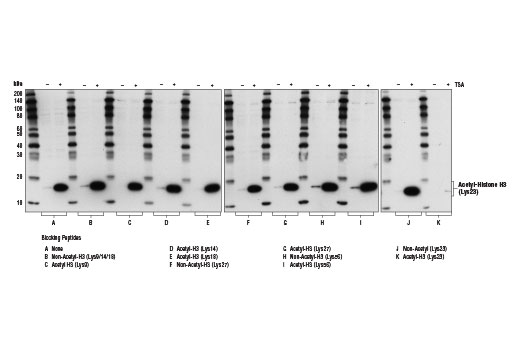Western Blotting Image 2: Acetyl-Histone H3 (Lys23) (D6Y7M) Rabbit Monoclonal Antibody