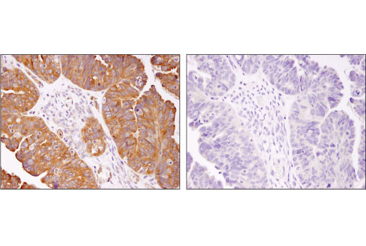 Immunohistochemistry Image 3: HDAC7 (D4E1L) Rabbit Monoclonal Antibody