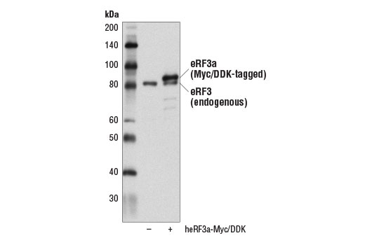 Western Blotting Image 3: eRF3 Antibody