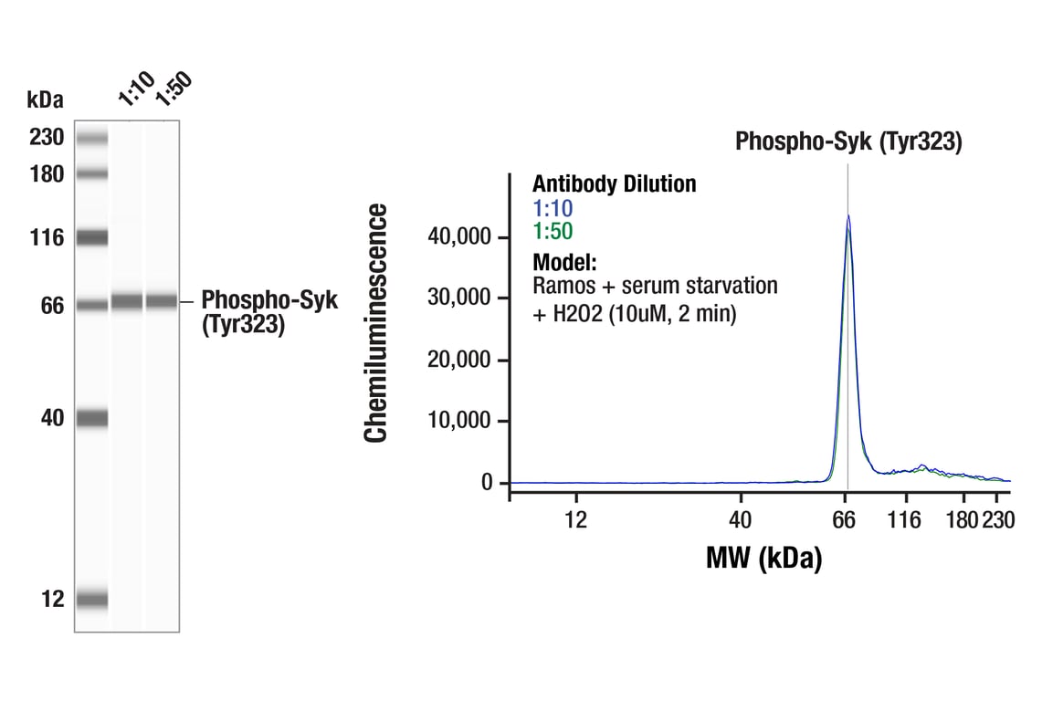 Western Blotting Image 1: Phospho-Syk (Tyr323) (F9H7U) Rabbit Monoclonal Antibody
