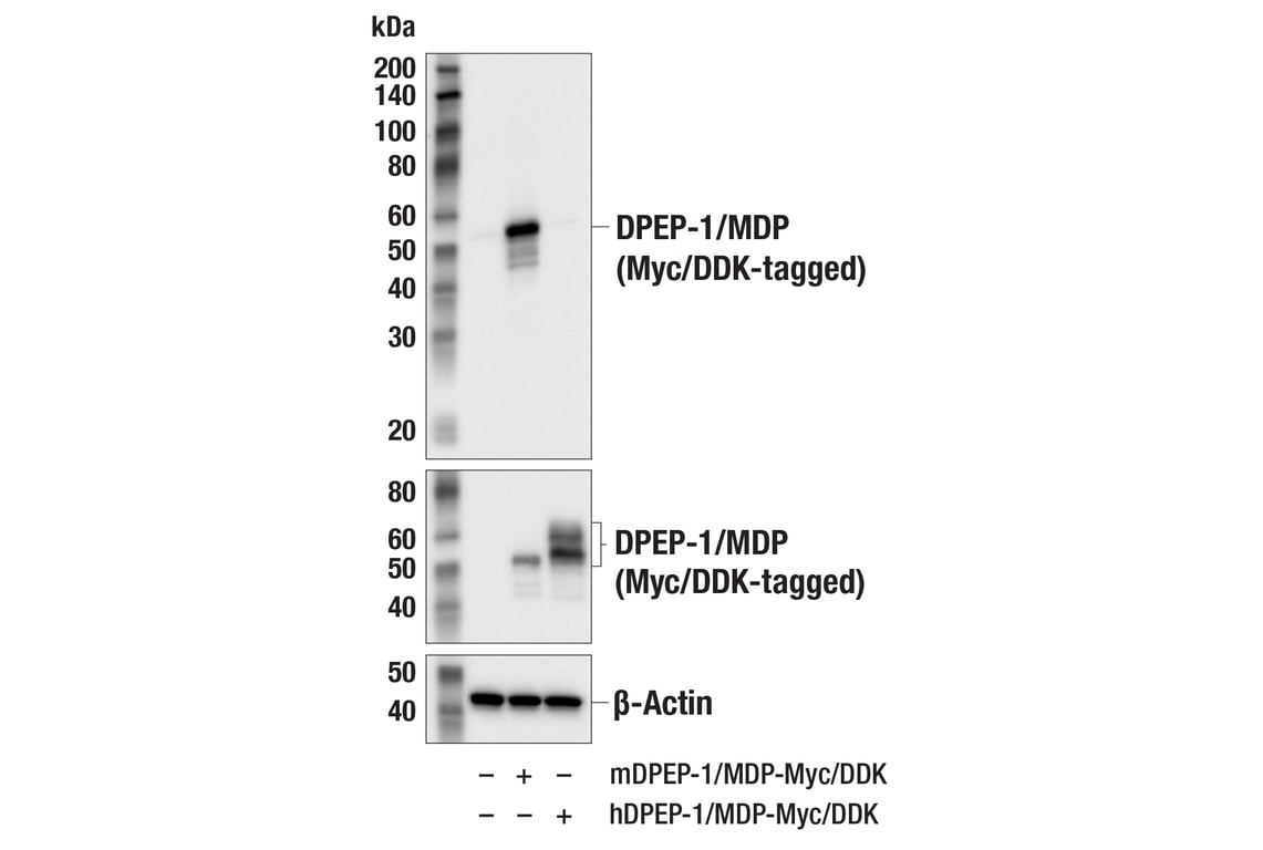 Western Blotting Image 3: DPEP-1/MDP (E5H7T) Rabbit Monoclonal Antibody