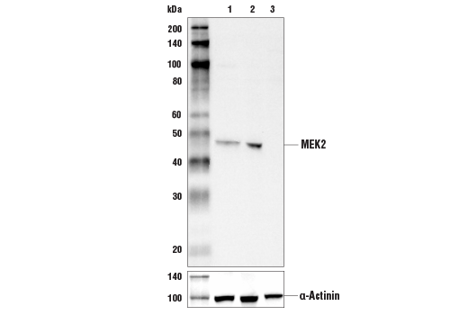Western Blotting Image 2: MEK2 (13E3) Rabbit Monoclonal Antibody