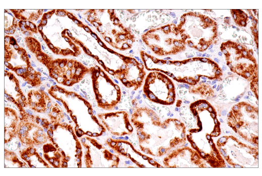 Immunohistochemistry Image 7: SDHB (E3H9Z) Rabbit Monoclonal Antibody