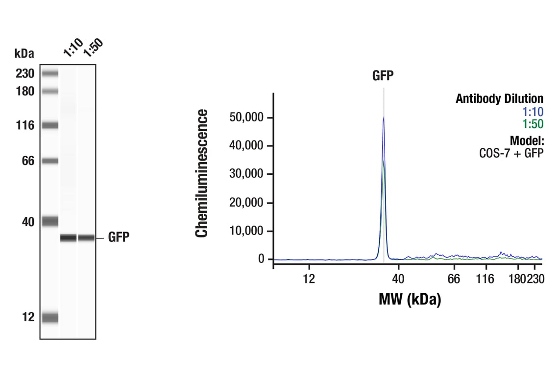 Western Blotting Image 1: GFP (4B10) Mouse Monoclonal Antibody
