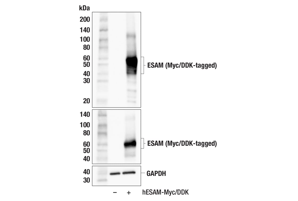 Western Blotting Image 2: ESAM (F2Y5Q) Rabbit Monoclonal Antibody