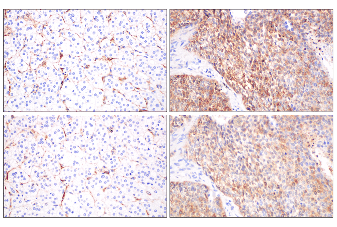 Immunohistochemistry Image 5: cPLA2 (D11H4) Rabbit Monoclonal Antibody