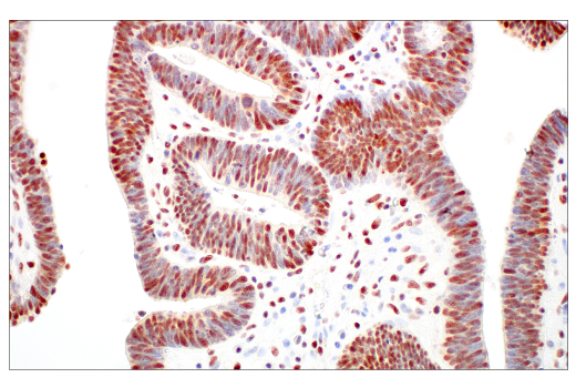Immunohistochemistry Image 2: Rad50 (E4J5R) Rabbit Monoclonal Antibody