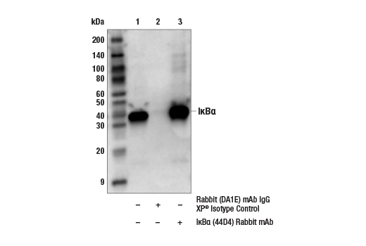 Immunoprecipitation Image 1: IkappaB alpha (44D4) Rabbit Monoclonal Antibody