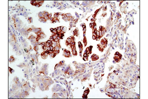 Immunohistochemistry Image 3: NDRG1 Antibody