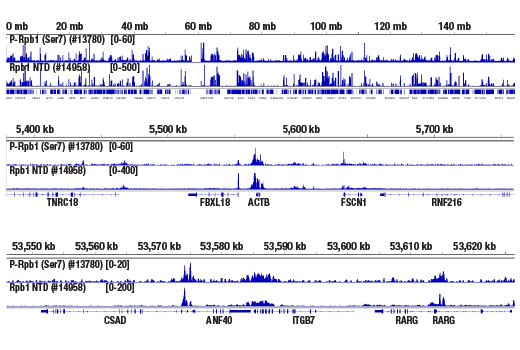undefined Image 22: Rpb1 CTD Antibody Sampler Kit