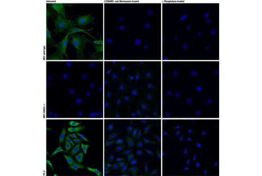 Immunofluorescence Image 1: Phospho-GSK-3 beta (Ser9) (D85E12) Rabbit Monoclonal Antibody