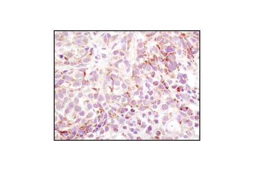 Immunohistochemistry Image 1: beta-Arrestin 2 (C16D9) Rabbit Monoclonal Antibody (BSA and Azide Free)