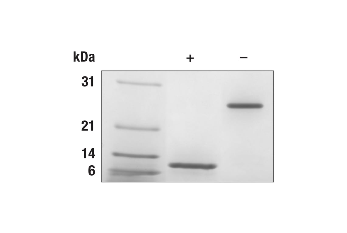 undefined Image 2: Human/Mouse TGF-beta3 Recombinant Protein