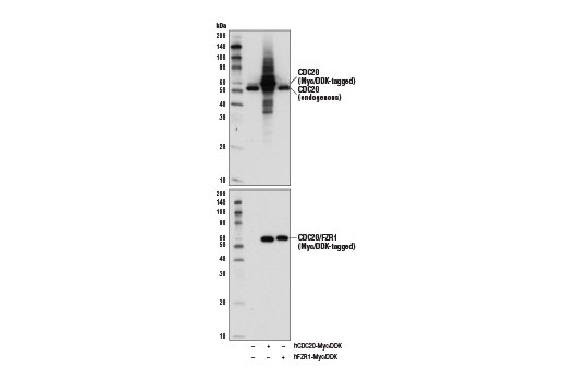 Western Blotting Image 2: CDC20 (D6C2Q) Rabbit Monoclonal Antibody