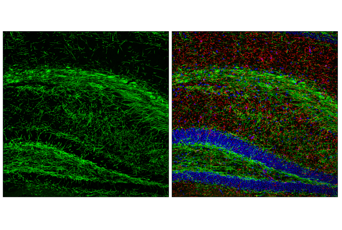 Immunofluorescence Image 1: Claudin-11 (F5C7W) Rabbit Monoclonal Antibody