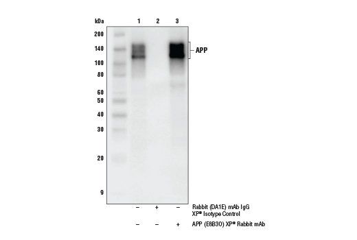 Immunoprecipitation Image 1: APP (E8B3O) Rabbit Monoclonal Antibody