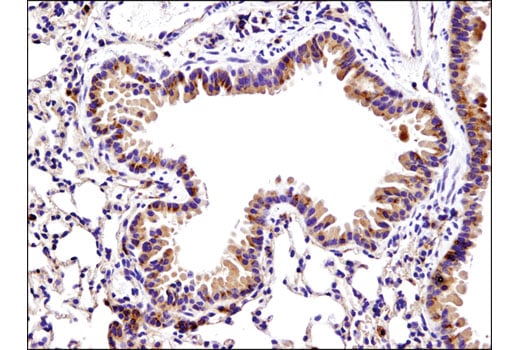 Immunohistochemistry Image 2: Bax (D3R2M) Rabbit Monoclonal Antibody