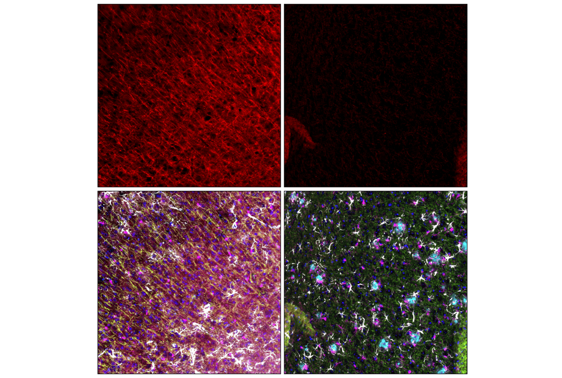 Immunofluorescence Image 5: PLP1 (E9V1N) Rabbit Monoclonal Antibody