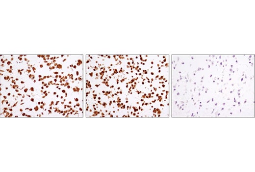 Immunohistochemistry Image 3: GSK-3 beta (D5C5Z) Rabbit Monoclonal Antibody (BSA and Azide Free)