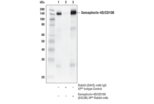 Immunoprecipitation Image 1: Semaphorin-4D/CD100 (E5C3B) Rabbit Monoclonal Antibody