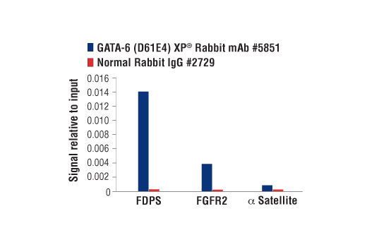 Chromatin Immunoprecipitation Image 3: GATA-6 (D61E4) Rabbit Monoclonal Antibody