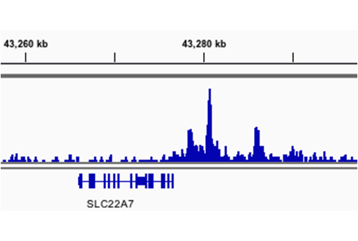 Chromatin Immunoprecipitation Image 1: Aiolos (D1C1E) Rabbit Monoclonal Antibody