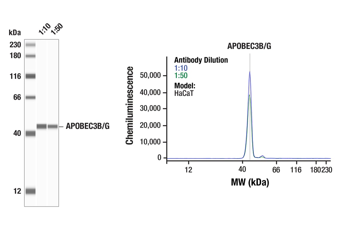 Western Blotting Image 1: APOBEC3A/B/G (5210-87-13) Rabbit Monoclonal Antibody