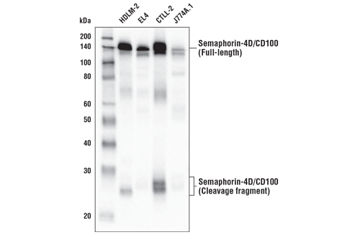 Western Blotting Image 3: Semaphorin-4D/CD100 (E5C3B) Rabbit Monoclonal Antibody