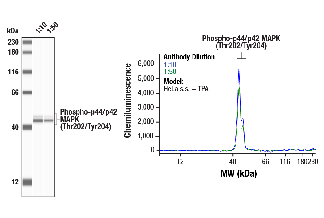 Western Blotting Image 1: Phospho-p44/42 MAPK (Erk1/2) (Thr202/Tyr204) (E10) Mouse mAb