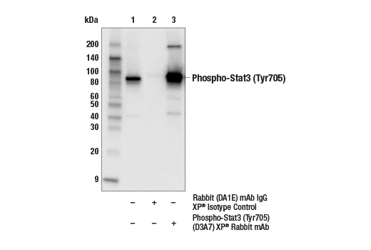 Immunoprecipitation Image 1: Phospho-Stat3 (Tyr705) (D3A7) Rabbit Monoclonal Antibody