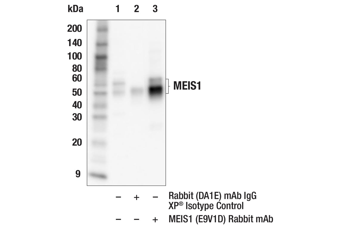 Immunoprecipitation Image 1: MEIS1 (E9V1D) Rabbit Monoclonal Antibody