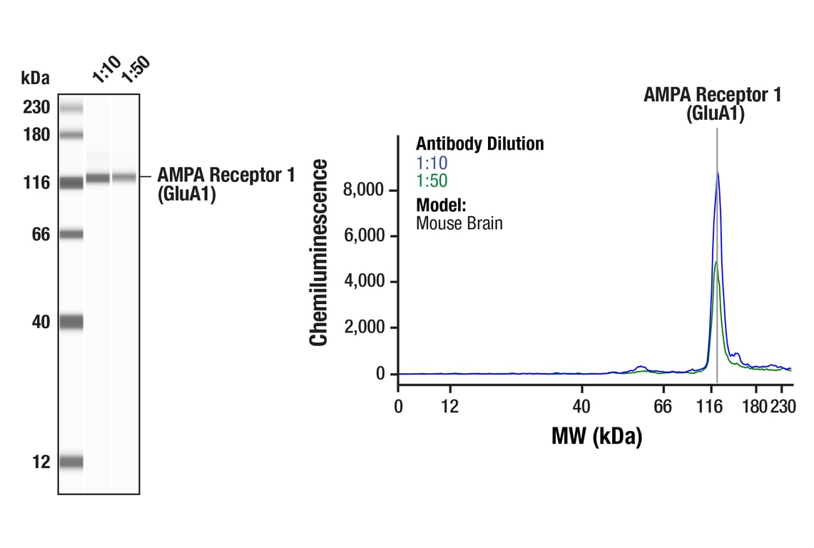 Western Blotting Image 1: AMPA Receptor 1 (GluA1) (D4N9V) Rabbit mAb