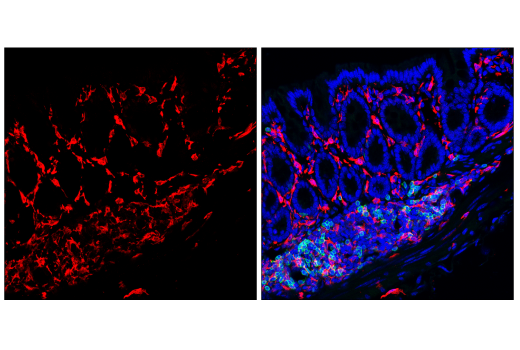 Immunofluorescence Image 2: CSF-1R/M-CSF-R (E6W9F) Rabbit Monoclonal Antibody
