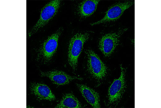 Immunofluorescence Image 1: Bcl-xL (54H6) Rabbit Monoclonal Antibody (BSA and Azide Free)