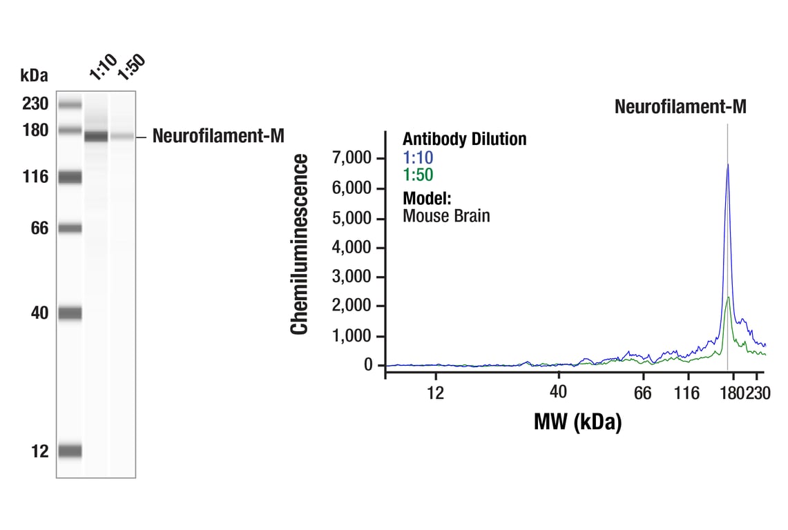 Western Blotting Image 1: Neurofilament-M (E7Y8W) Mouse Monoclonal Antibody