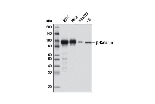 Western Blotting Image 2: beta-Catenin (D10A8) Rabbit Monoclonal Antibody