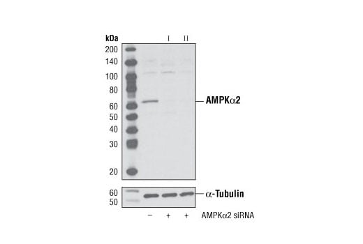 undefined Image 1: SignalSilence<sup>®</sup> AMPKα2 siRNA II