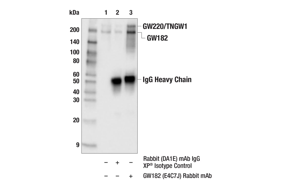 Immunoprecipitation Image 1: GW182 (E4C7J) Rabbit Monoclonal Antibody