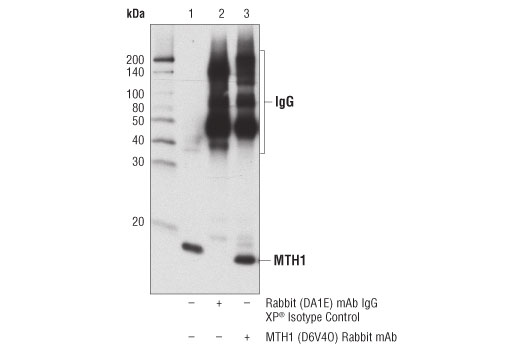 Immunoprecipitation Image 1: MTH1 (D6V4O) Rabbit Monoclonal Antibody