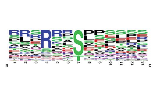 PTMScan Image 2: PTMScan<sup>®</sup> Basophilic Kinase Substrate Motif [(R/X)(R/X)Xp(S/T)] Kit
