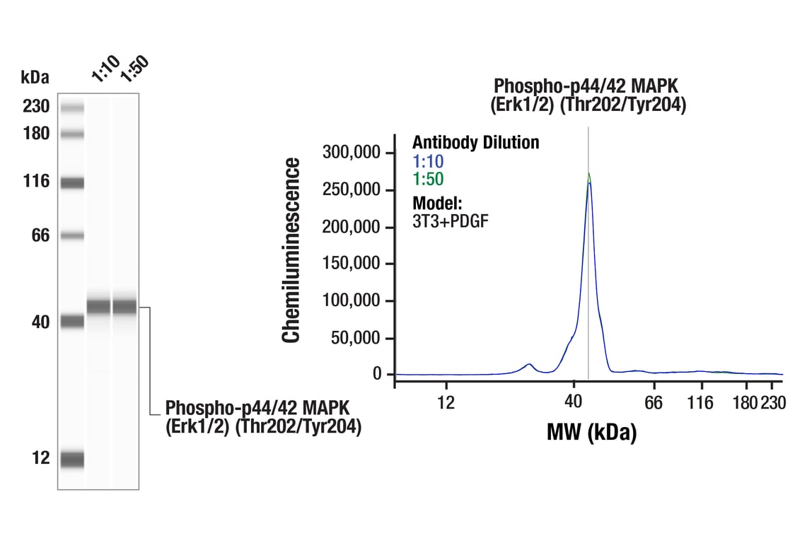 Western Blotting Image 1: Phospho-p44/42 MAPK (Erk1/2) (Thr202/Tyr204) Antibody